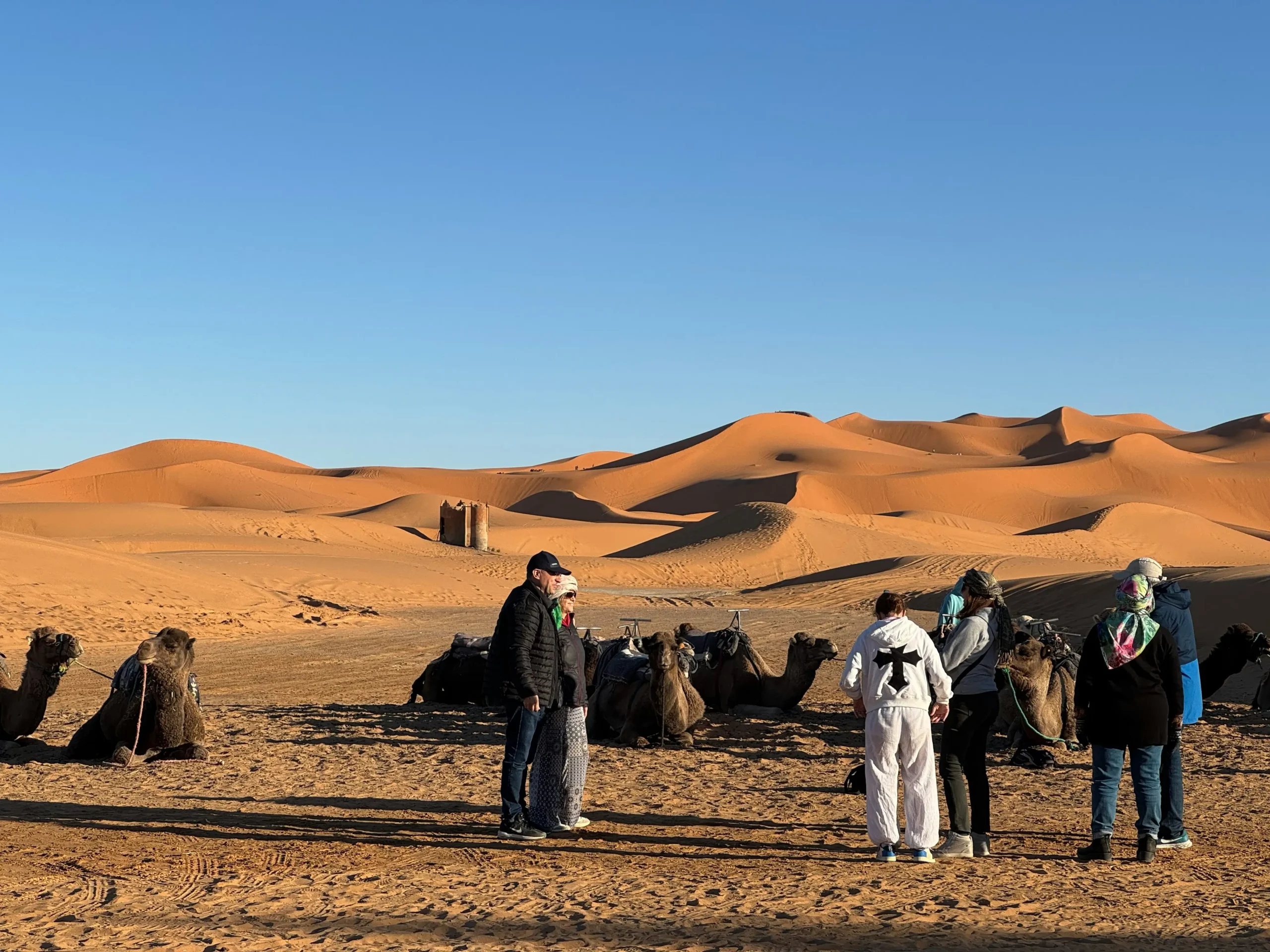 Dromedary camel portrait camel trekking Morocco Erg Chigaga